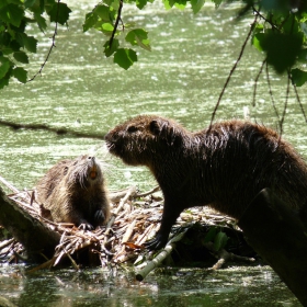 Myocastor coypus