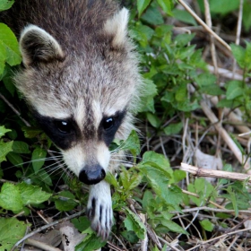 Американски енот/ Raccoon