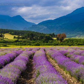 Lavander