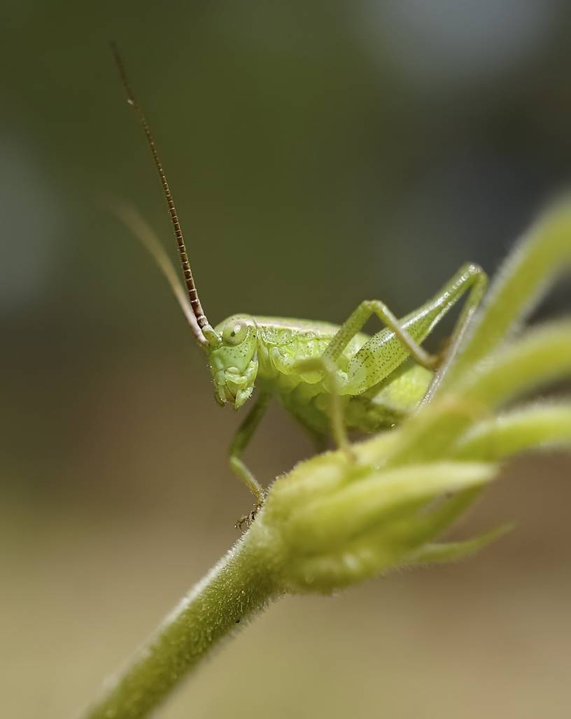 Скакауец
