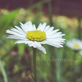 tenderness of the flowers...