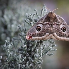 Saturnia pavonia