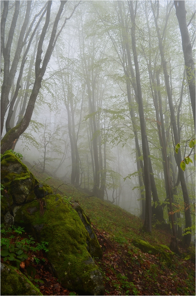fog