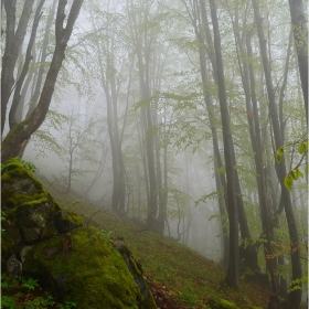 fog
