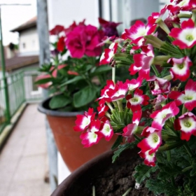 Les fleurs de ma grand-mère