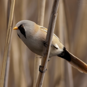 Мустакато тръстикарче (Panurus biarmicus).