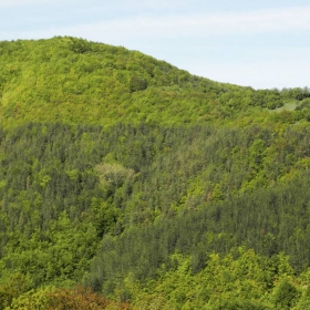 Зелено,зеленоо