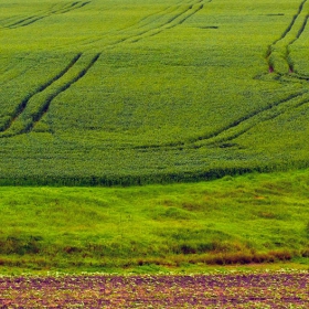 Зелено.