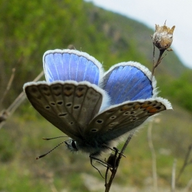 камуфлажна