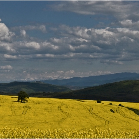 Рапични коловози