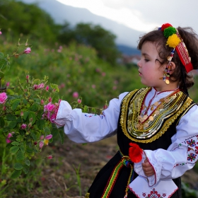 rose-picking season