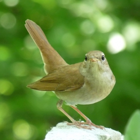 Luscinia megarhynchos