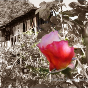 Rose end Home