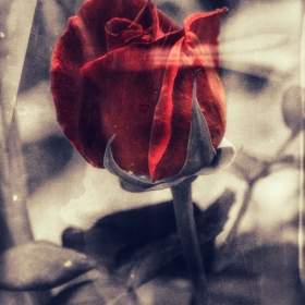 Kiss from a rose