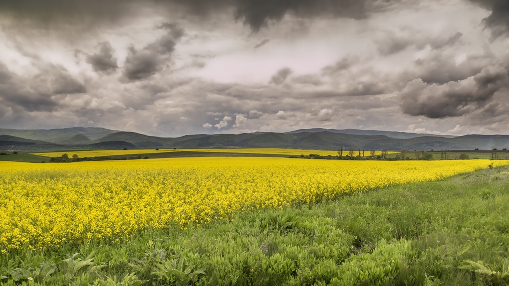 Рапица