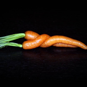 Гушнати морковчета