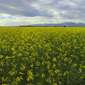 Рапица