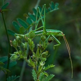 green something