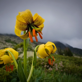 Жълт планински крем (Lilium jankae)