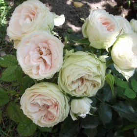 rosa Pashmina
