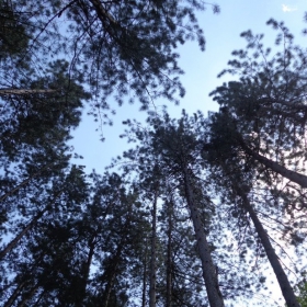 в гората