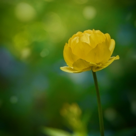 Планински божур, Витошко лале (Trollius europaeus)