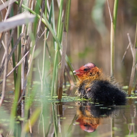 Fulica atra