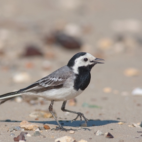 Motacilla alba