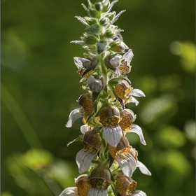 Билка Вълнест напръстник – Digitalis lanata Ehrh.