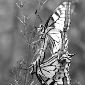 Голям полумесец (Papilio machaon) 