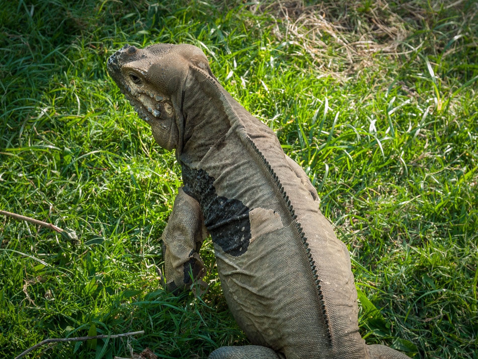 Rhinoceros iguana