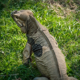 Rhinoceros iguana