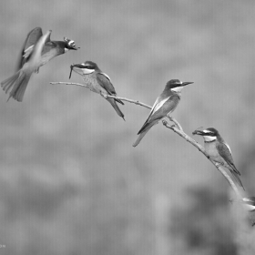 Пчелояди / Merops apiaster