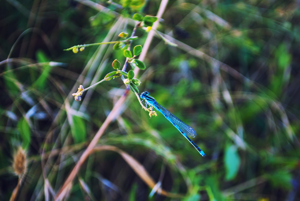 Odonata (Водно конче)