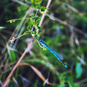 Odonata (Водно конче)