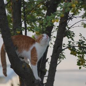 Котешки игри