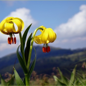 Lilium jankae