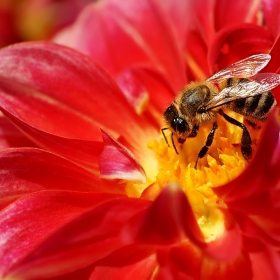 работната пчела