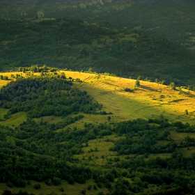 Зелено и златно