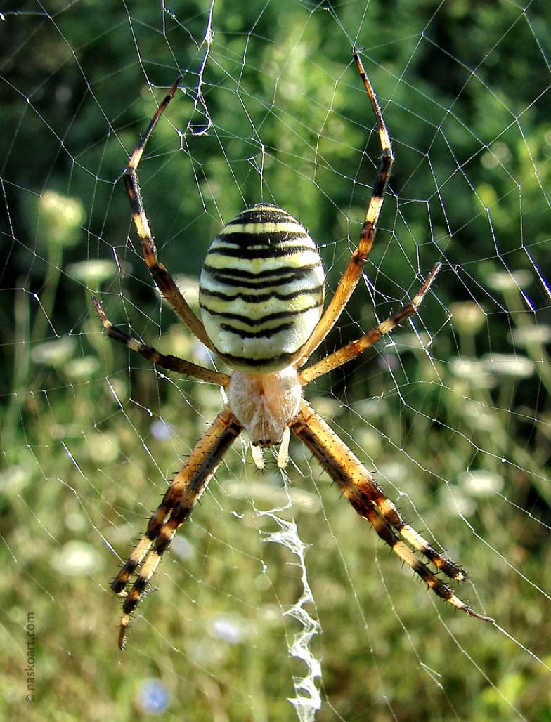 Тигров паяк / Argiope bruennichi