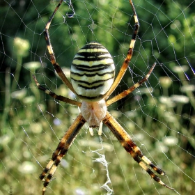 Тигров паяк / Argiope bruennichi