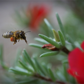 in flight