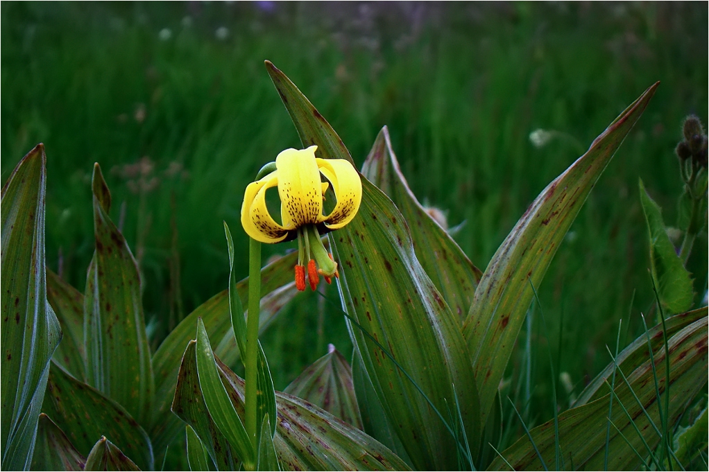 Lilium jankae 2