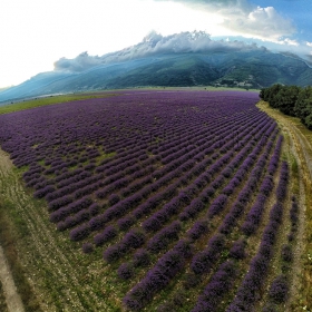 Lavender fields