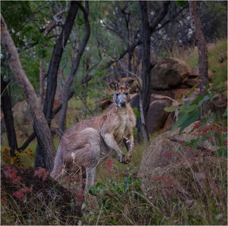 Wallaroo 