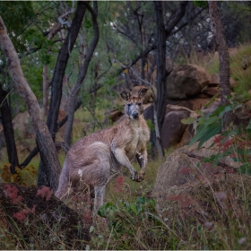 Wallaroo 