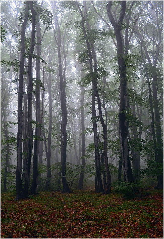 FOG