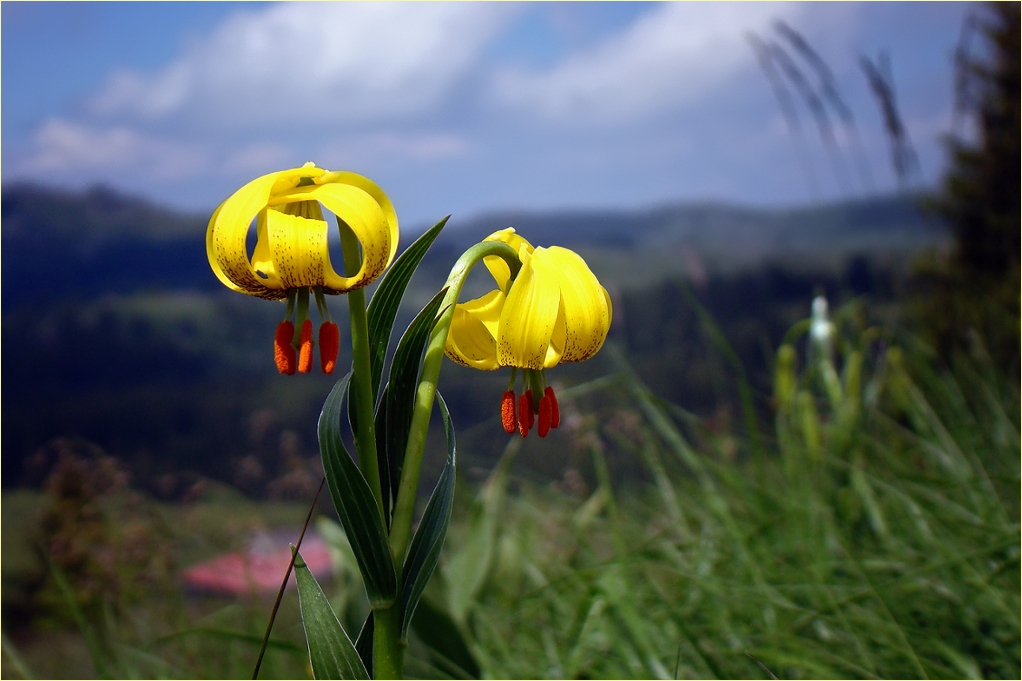 Lilium jankae 3