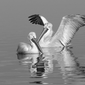 Къдроглави пеликани / Pelecanus crispus