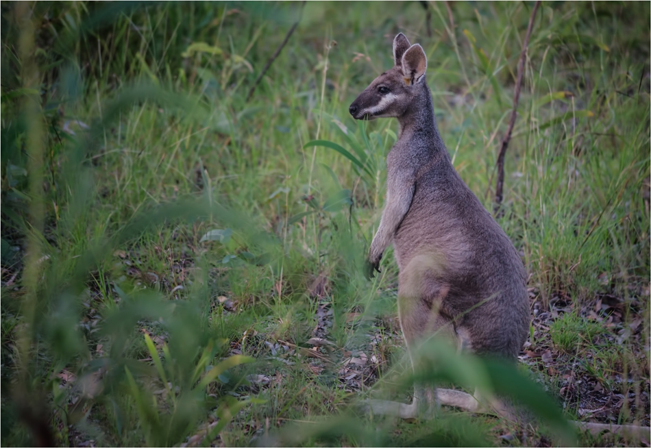 Wallaby